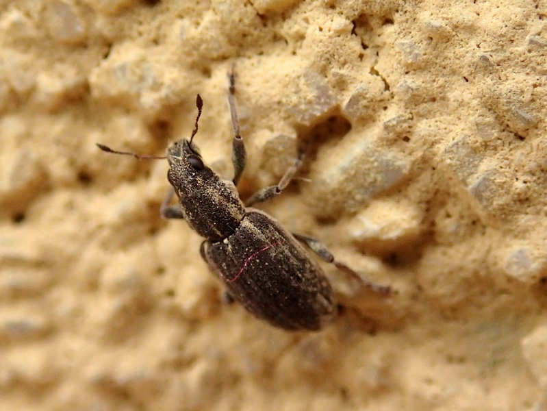 Dae piccoli curculionidae: Sitona humeralis